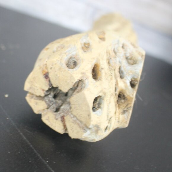 Cholla Wood Cactus Skeleton Aquarium Terrarium Decoration Clean  13" L 2" W - Picture 7 of 10